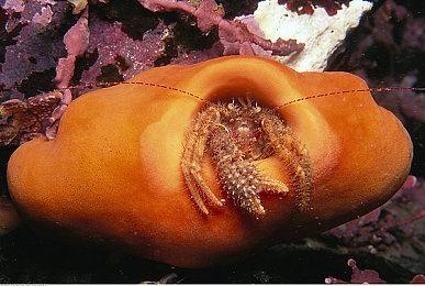 Famitsu销量榜：《塞尔达传说：王国之泪》重返榜首